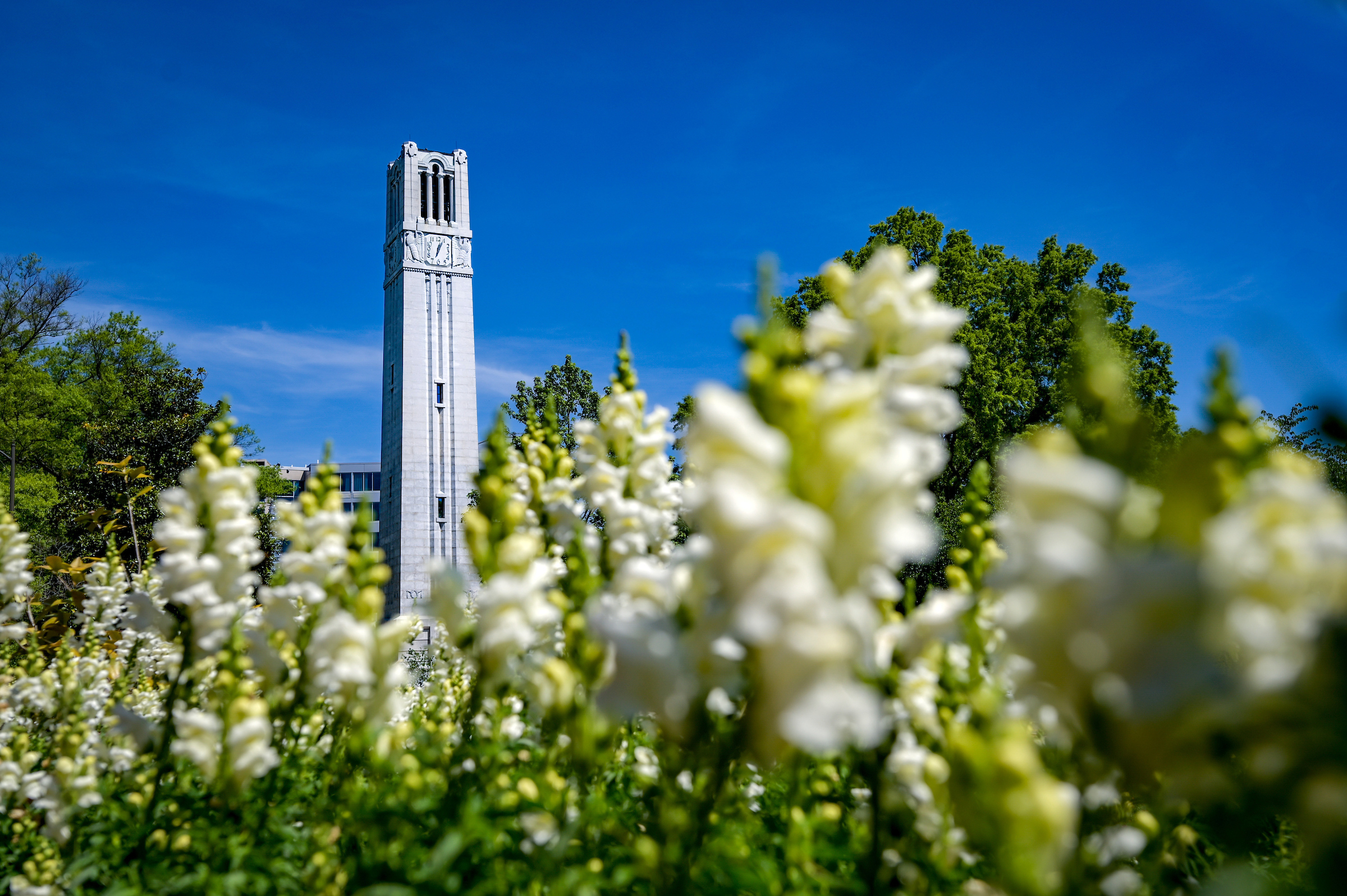 Spring flowers blooming in front of the belltower