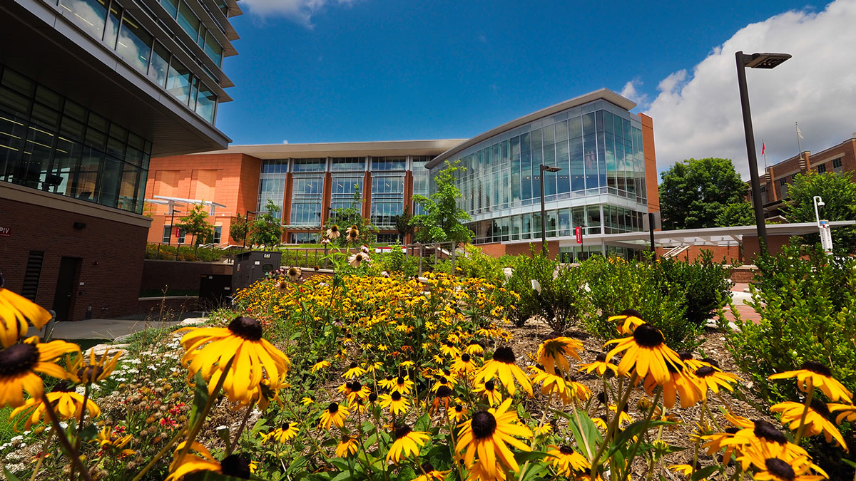 Yellow Black Eyed Susan Flowers in front of Talley Student Union