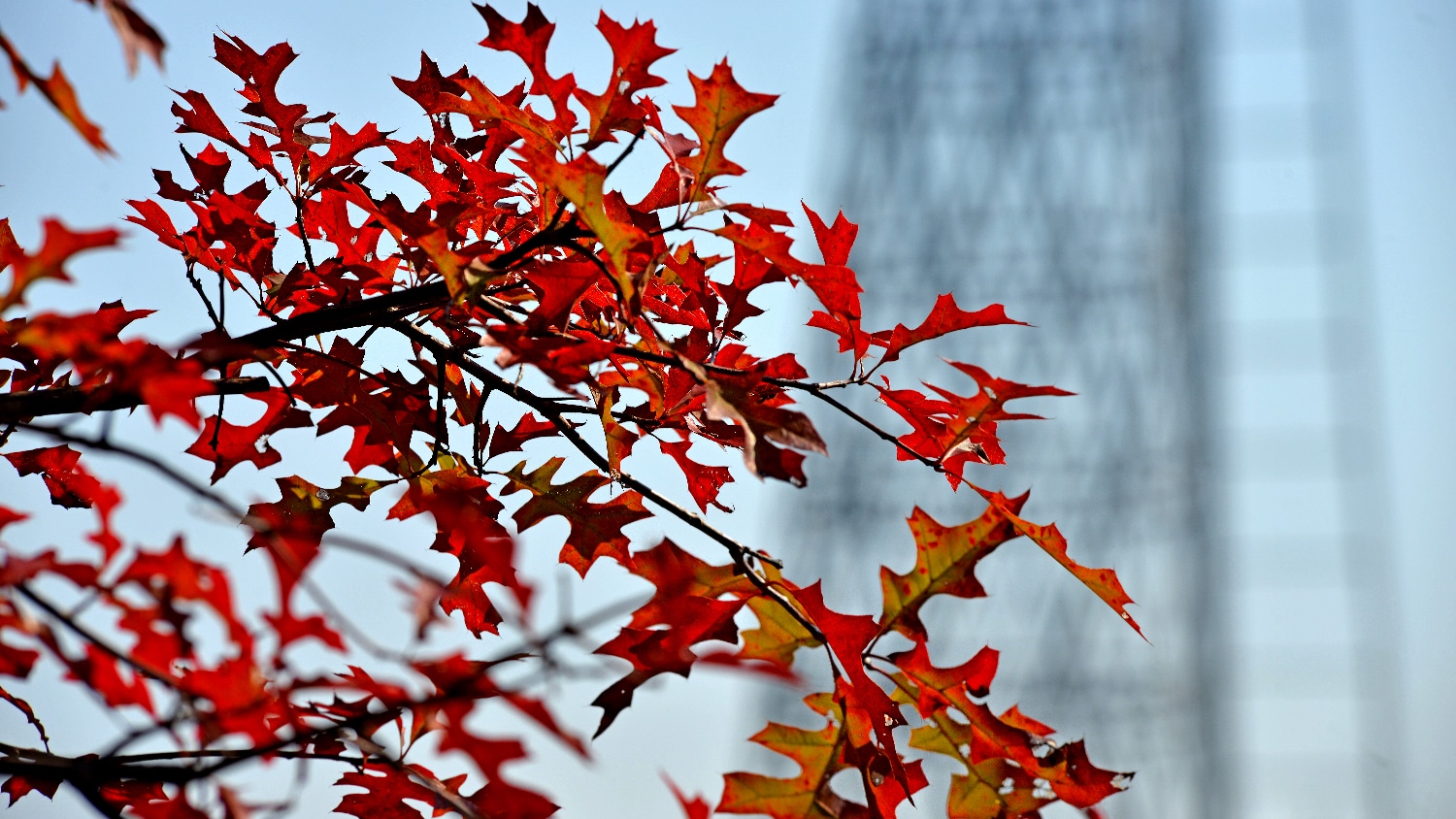 fall tree leaves on campus